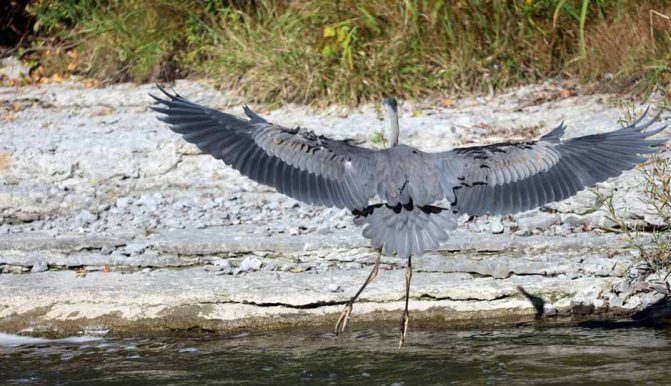 October 2, 2026 great blue heron 5801