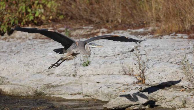 October 2, 2026 great blue heron 5802
