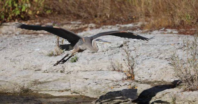 October 2, 2026 great blue heron 5803