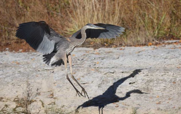 October 2, 2026 great blue heron 5804