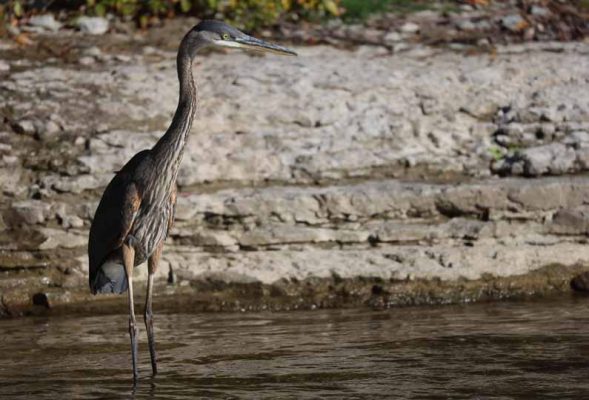 October 2, 2026 great blue heron 5805
