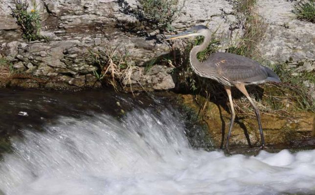 October 2, 2026 great blue heron 5806