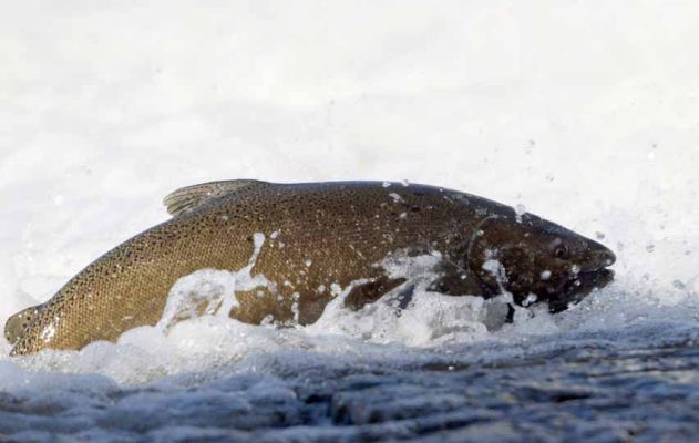 October 2, 2026 salmon 5790