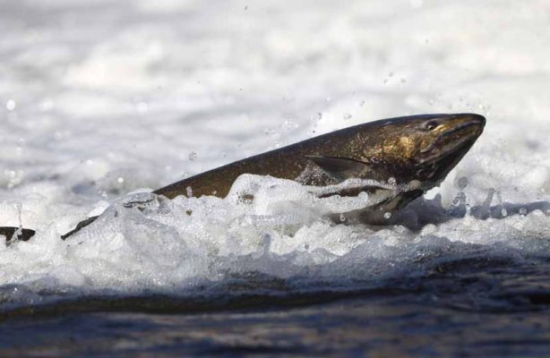 October 2, 2026 salmon 5791