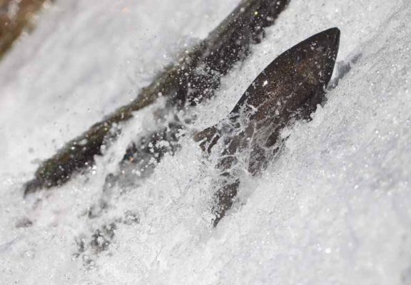 October 2, 2026 salmon 5792