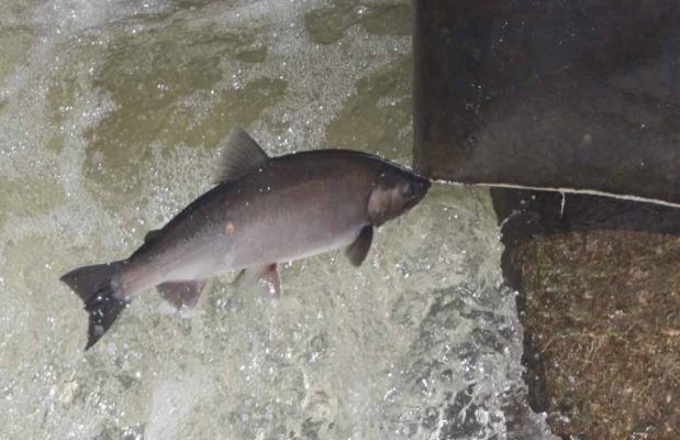 October 2, 2026 salmon 5793