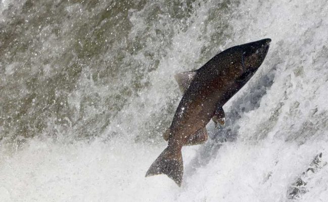 October 2, 2026 salmon 5794